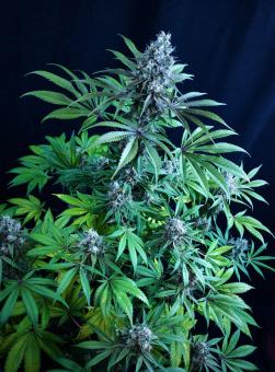 Sweet Mandarine Zkittlez F1 Fast Version - картинка 3