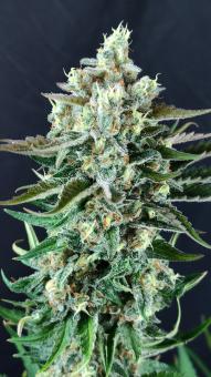 Sweet Mandarine Zkittlez F1 Fast Version - картинка 4