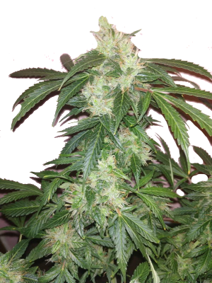 Big Bang Auto (Feminised)