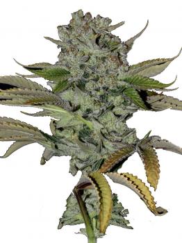 Jack Herer