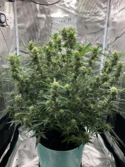 Original Auto Big Bud - картинка 8