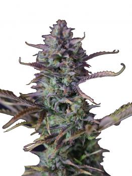 Bruce Banner #3