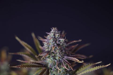 King's Juice Auto (Feminised)