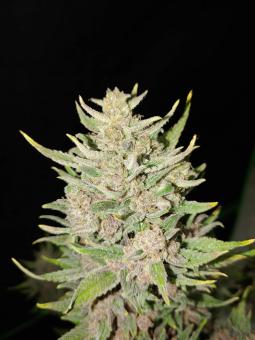 Original Auto OG Kush - картинка 9