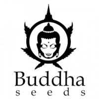 Buddha Seeds