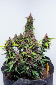 Purple Kush Auto - картинка 8