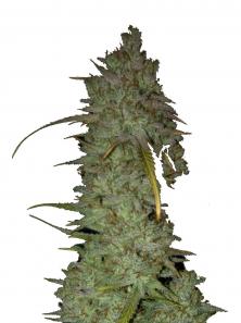 Bruce Banner Auto