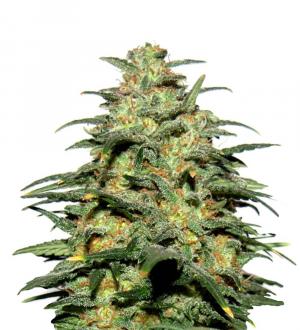 DeepForest feminized Super Auto