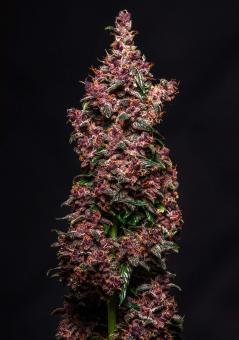 Purple Kush Auto - картинка 3