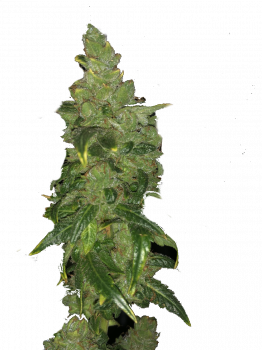 Sour Gorilla genetics