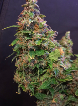 Jack Herer Auto (Feminised) - картинка 3