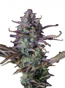 King's Kush (Feminised)