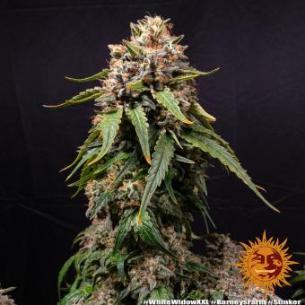 White Widow XXL - картинка 5