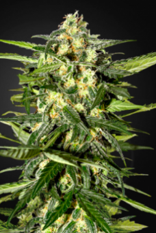 Jack Herer Auto (Feminised) - картинка 2