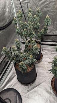 Bubba Kush (Feminised) - картинка 6