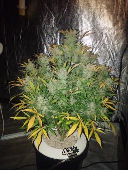 White Widow Auto XXL - картинка 2