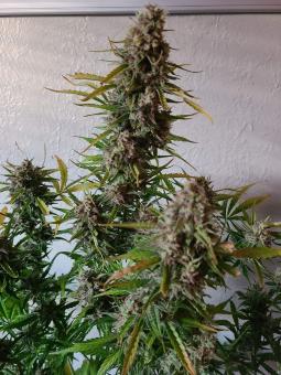 Auto Caramel Cream genetics - картинка 3