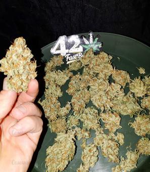 Original Auto OG Kush - картинка 10