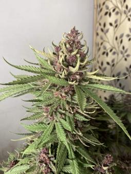 Girl Scout Cookies Automatic - картинка 3