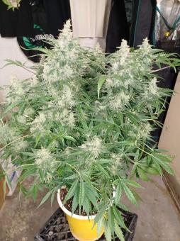 Auto Sweet Bourbon Kush - картинка 7