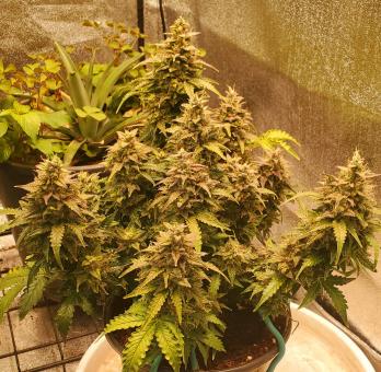 Original Auto Skunk - картинка 8