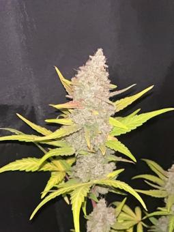 Purple Punch - картинка 12