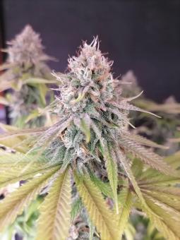 Super Bud (Feminised) - картинка 7