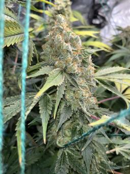 Auto Northern Light genetics - картинка 3