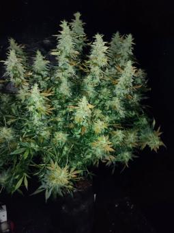 Original Auto Afghan Kush - картинка 2