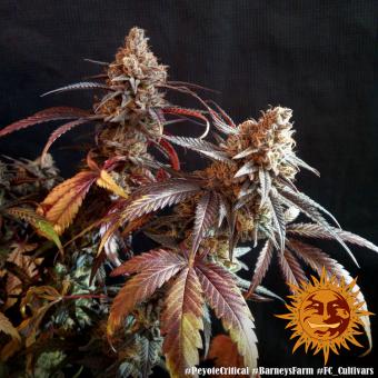 Peyote Critical - картинка 10